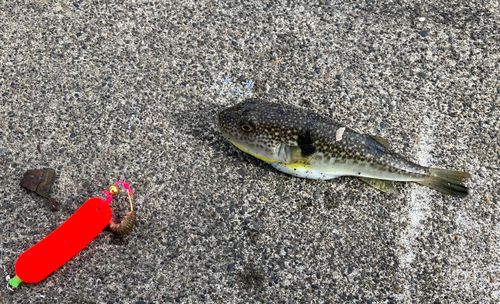 フグの釣果