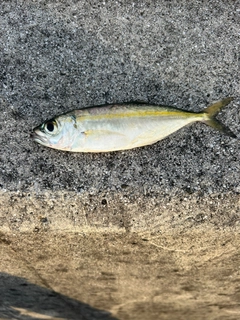 ムロアジの釣果