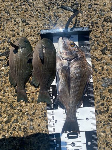 チヌの釣果