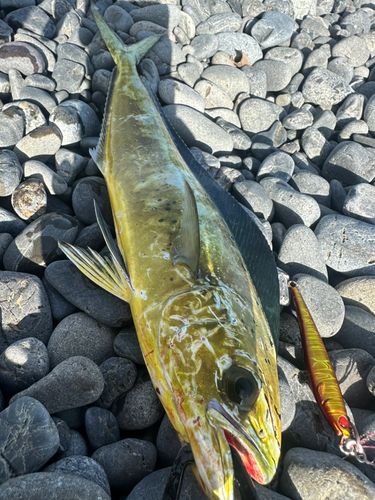 シイラの釣果