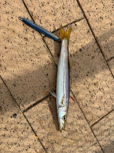 カマスの釣果