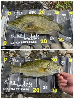 スモールマウスバスの釣果