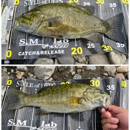 スモールマウスバス