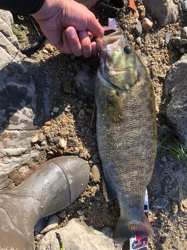 スモールマウスバスの釣果