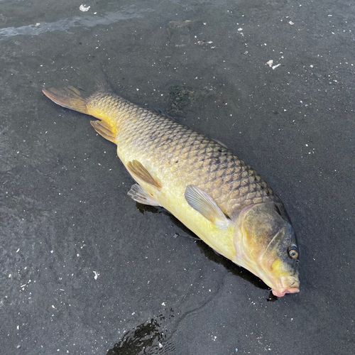 コイの釣果