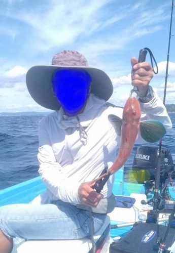 イトヨリダイの釣果