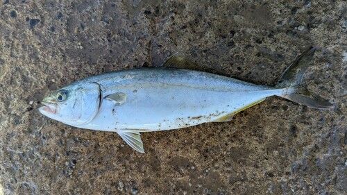 ワカシの釣果