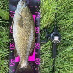 スモールマウスバス