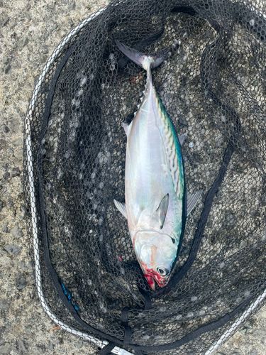 熱海港海釣り施設