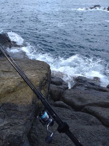 アカハタの釣果