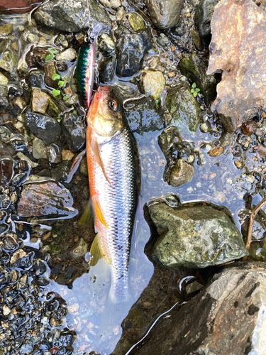 カワムツの釣果