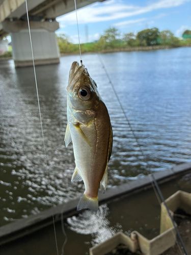 セイゴ（マルスズキ）の釣果
