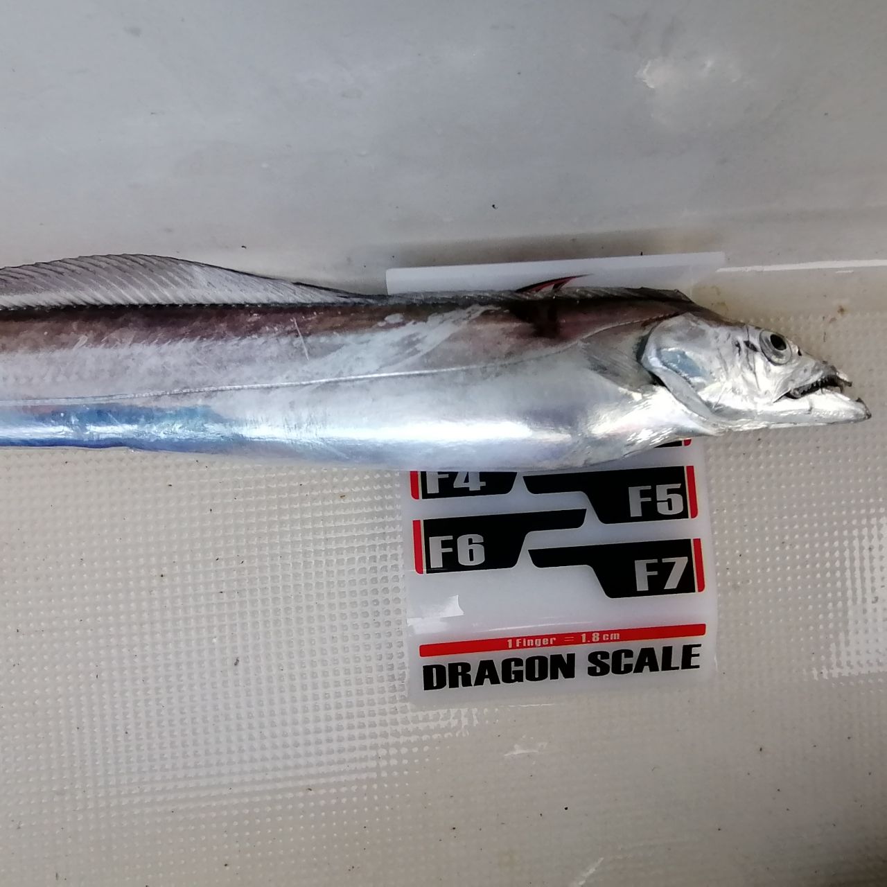 タチウオ