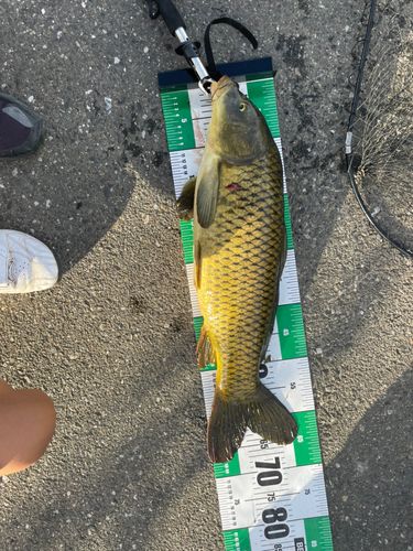 コイの釣果