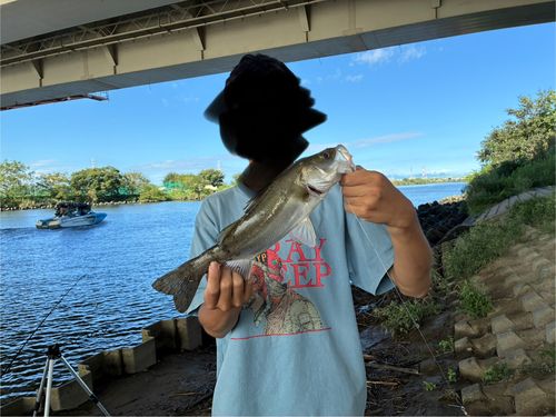 フッコ（マルスズキ）の釣果