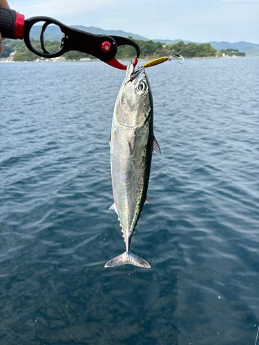 ソウダガツオの釣果