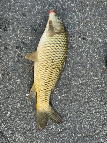 コイの釣果