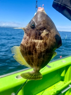 カワハギの釣果