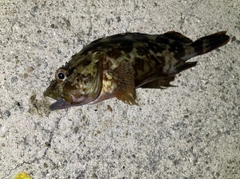 ガシラの釣果