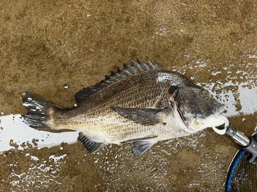 チヌの釣果