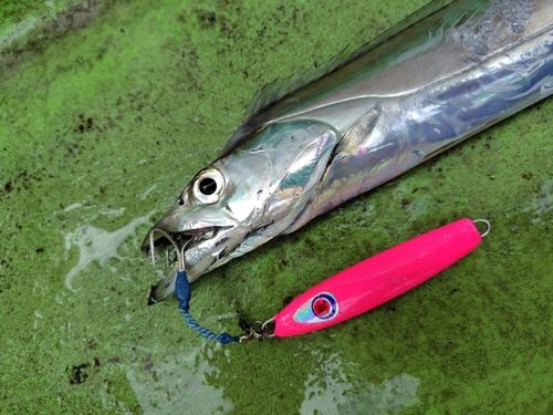 タチウオの釣果
