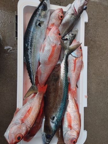アカムツの釣果