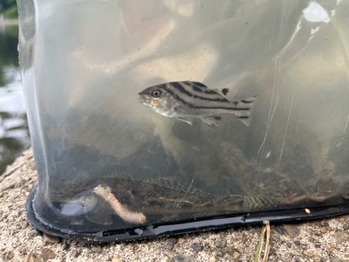 大井ふ頭中央海浜公園
