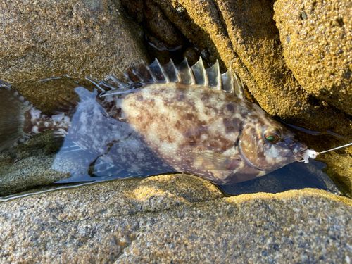 バリの釣果
