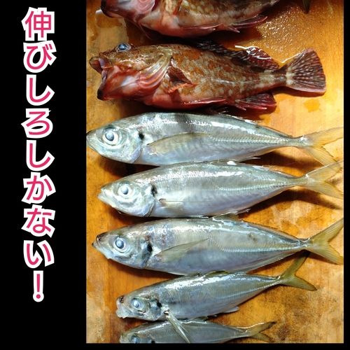臼杵湾