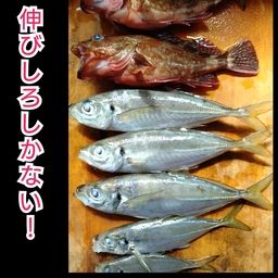 アジ