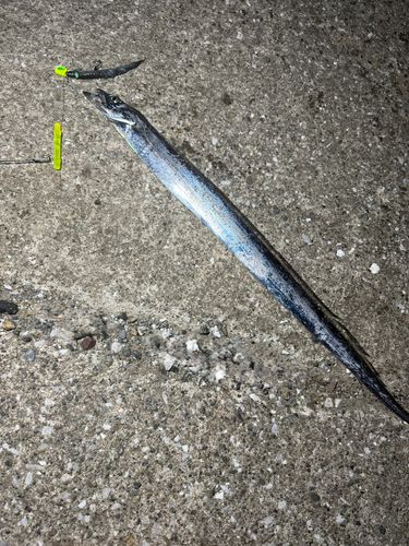 タチウオの釣果