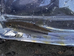 カワムツの釣果