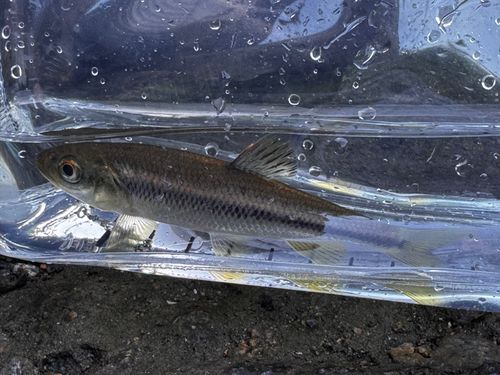 カワムツの釣果