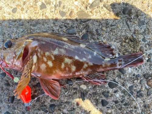 カサゴの釣果