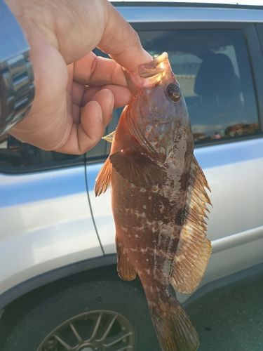 キジハタの釣果