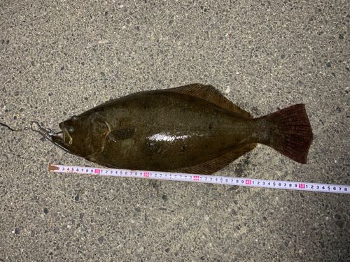ヒラメの釣果