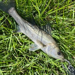 セイゴ（マルスズキ）