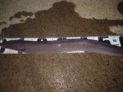 クロアナゴの釣果