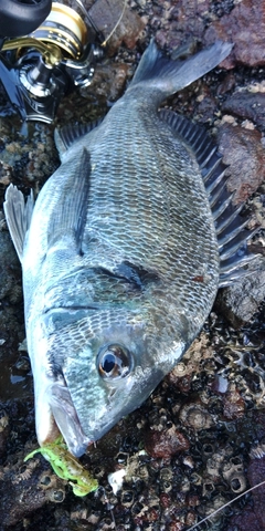チヌの釣果