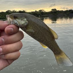 スモールマウスバス