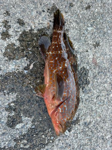 キジハタの釣果