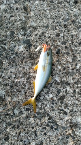 ワカシの釣果