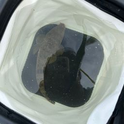 マゴチ
