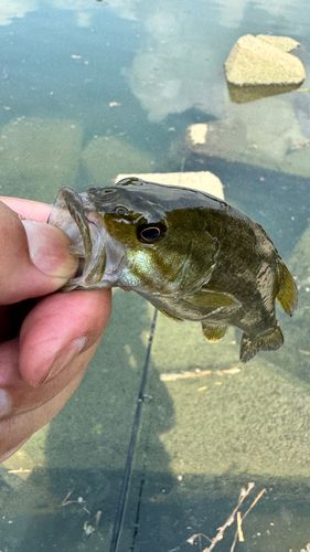 秋ヶ瀬橋
