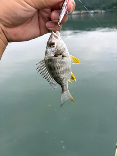 キビレの釣果