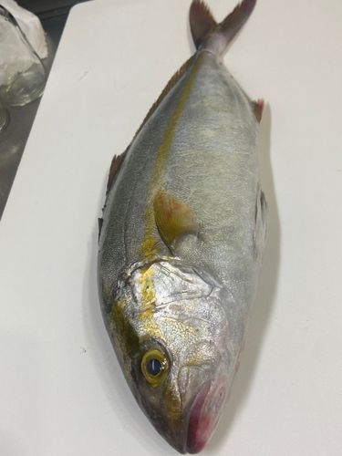 ネリゴの釣果