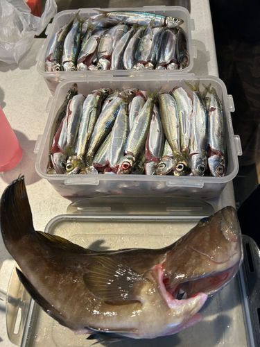 ウルメイワシの釣果