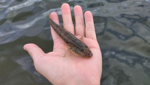 マハゼの釣果