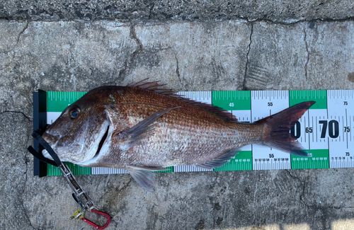 タイの釣果