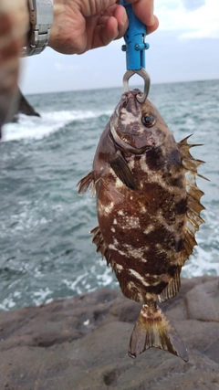 アイゴの釣果